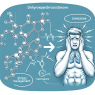 Die Rolle von Dehydroepiandrosteron bei der Stressbewältigung